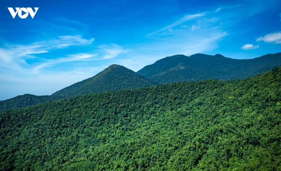 Quảng Ninh: Phát hiện quần thể chè hàng trăm năm tuổi