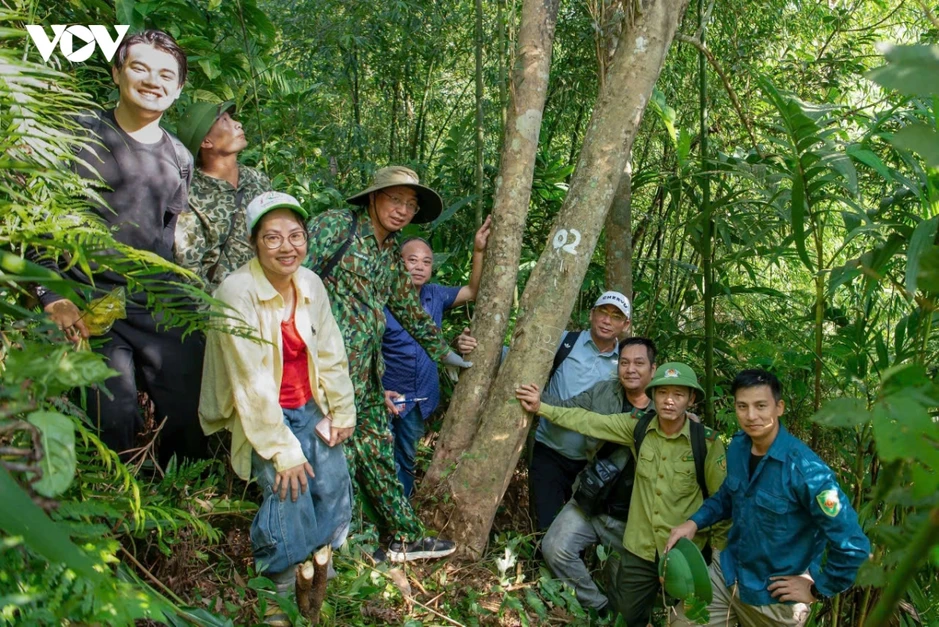 Quảng Ninh: Phát hiện quần thể chè hàng trăm năm tuổi