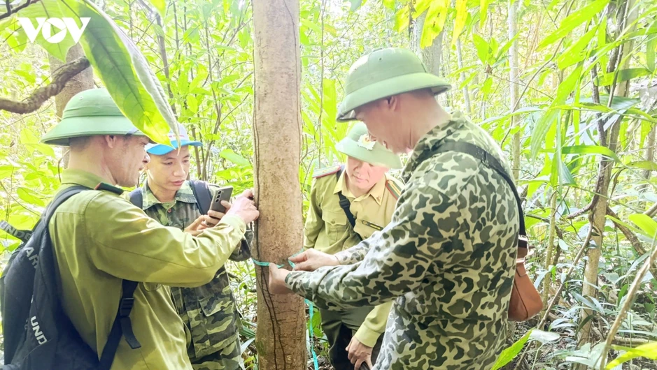 Quảng Ninh: Phát hiện quần thể chè hàng trăm năm tuổi