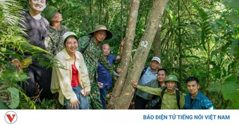 Quảng Ninh: Phát hiện quần thể chè hàng trăm năm tuổi