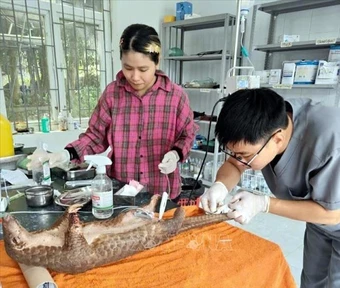 Quảng Trị cứu hộ 6 cá thể động vật hoang dã quý hiếm