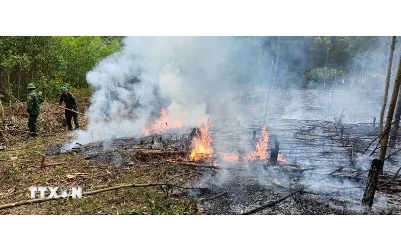 Quảng Trị: Khống chế kịp thời vụ cháy thực bì dưới tán rừng tại xã Kim Điền Quảng Trị: Khống chế kịp thời vụ cháy thực bì dưới tán rừng tại xã Kim Điền