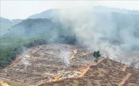 Quảng Trị: Khống chế kịp thời vụ cháy thực bì, ngăn nguy cơ cháy lan sang rừng sản xuất