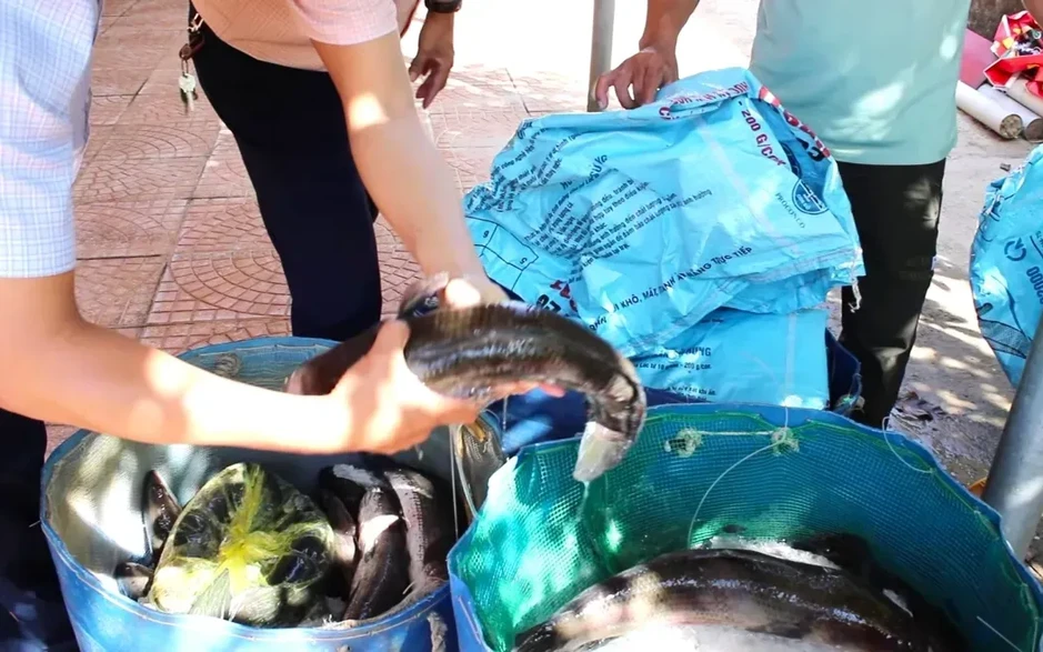 Quảng Trị: Sét đánh trúng hồ nuôi, khoảng 3 tấn cá lóc chết trước ngày thu hoạch Quảng Trị: Sét đánh trúng hồ nuôi, khoảng 3 tấn cá lóc chết trước ngày thu hoạch