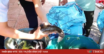 Quảng Trị: Sét đánh trúng hồ nuôi, khoảng 3 tấn cá lóc chết trước ngày thu hoạch