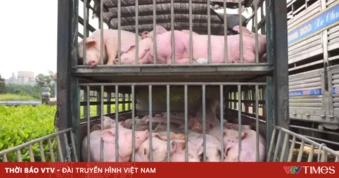 Quảng Trị: Tiêu hủy 100 con lợn bị nhiễm dịch tả lợn châu Phi