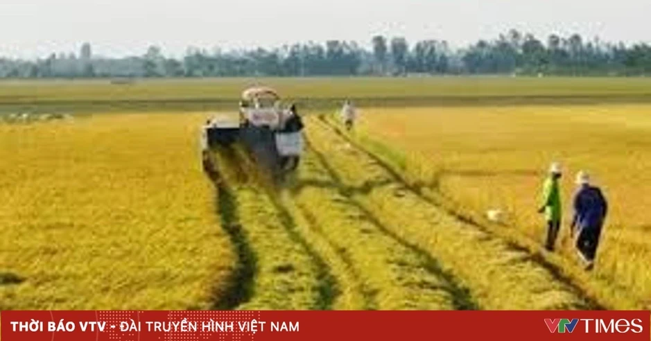 Quy định cần biết khi chuyển đất lúa sang trồng cây lâu năm Quy định cần biết khi chuyển đất lúa sang trồng cây lâu năm