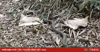 Rắn hổ chúa quý hiếm xuất hiện gần nhà dân