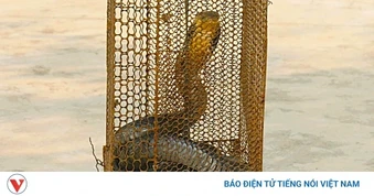 Rắn hổ mang chúa quý hiếm bò vào nhà dân, được thả về rừng