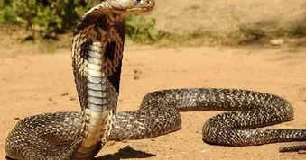Rắn hổ mang chúa, tê tê bò vào vườn nhà dân ở Lâm Đồng