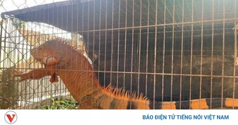 Rồng Nam Mỹ đi lạc được bàn giao cho cơ sở nuôi hợp pháp