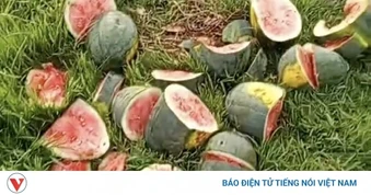 Ruộng dưa sắp thu hoạch của hộ dân nghèo ở Nghệ An bị chặt phá
