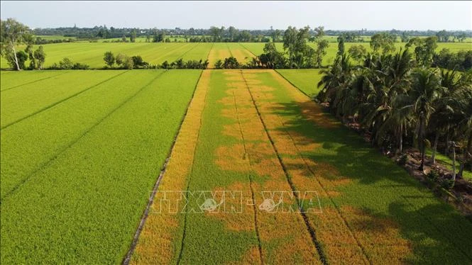 Ruộng lúa đang trổ bông bỗng dưng chết bất thường Ruộng lúa đang trổ bông bỗng dưng chết bất thường