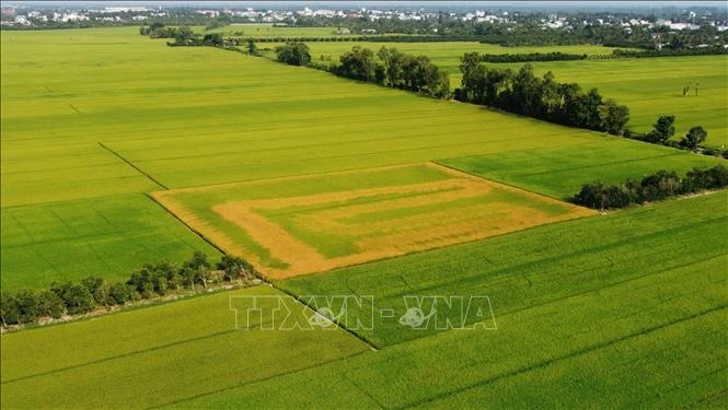 Ruộng lúa đang trổ bông bỗng dưng chết bất thường Ruộng lúa đang trổ bông bỗng dưng chết bất thường