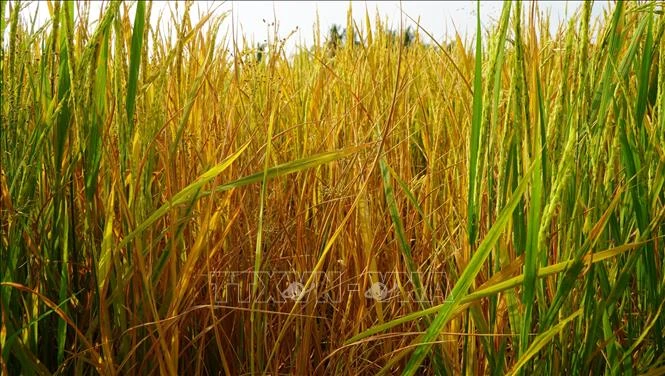 Ruộng lúa đang trổ bông bỗng dưng chết bất thường Ruộng lúa đang trổ bông bỗng dưng chết bất thường