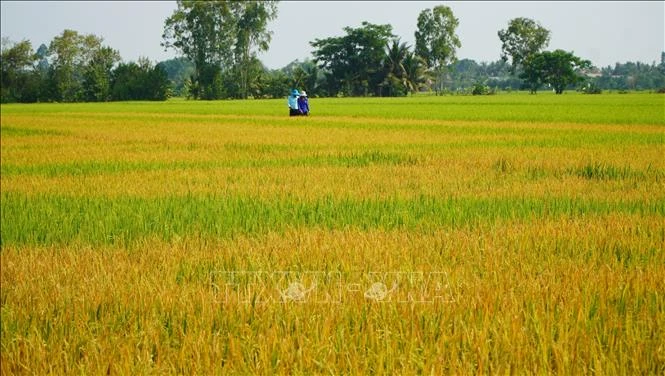 Ruộng lúa đang trổ bông bỗng dưng chết bất thường Ruộng lúa đang trổ bông bỗng dưng chết bất thường