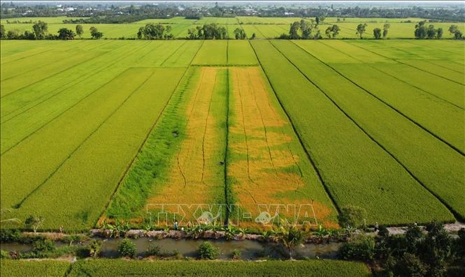 Ruộng lúa đang trổ bông bỗng dưng chết bất thường Ruộng lúa đang trổ bông bỗng dưng chết bất thường