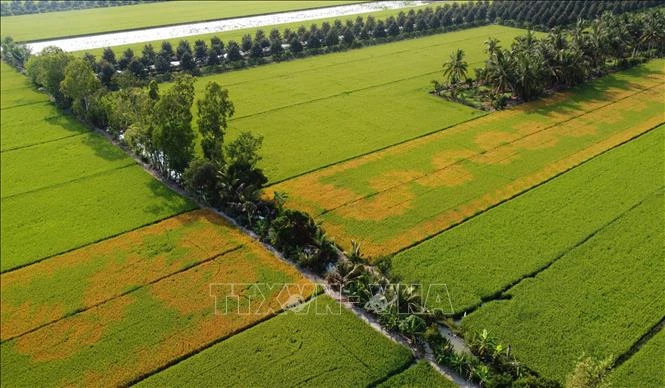 Ruộng lúa đang trổ bông bỗng dưng chết bất thường Ruộng lúa đang trổ bông bỗng dưng chết bất thường