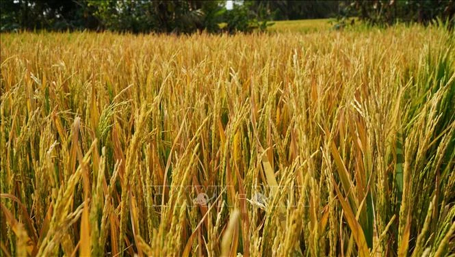 Ruộng lúa đang trổ bông bỗng dưng chết bất thường Ruộng lúa đang trổ bông bỗng dưng chết bất thường