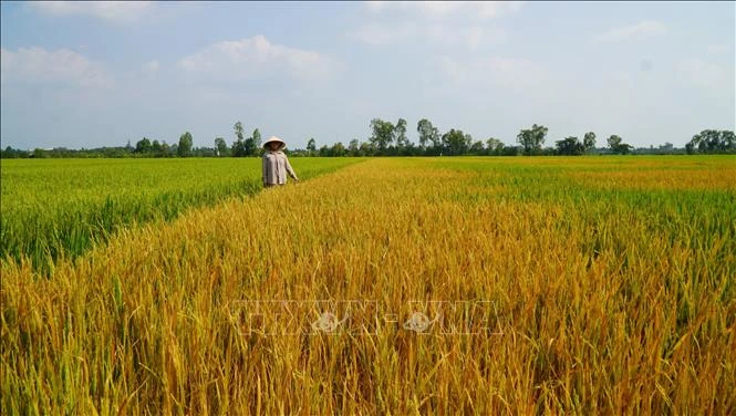 Ruộng lúa đang trổ bông bỗng dưng chết bất thường Ruộng lúa đang trổ bông bỗng dưng chết bất thường