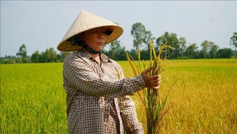 Ruộng lúa đang trổ bông bỗng dưng chết bất thường