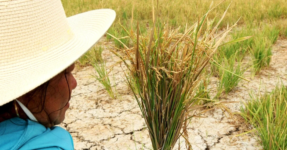 Sẵn sàng ứng phó hạn - mặn theo kịch bản rủi ro rất cao