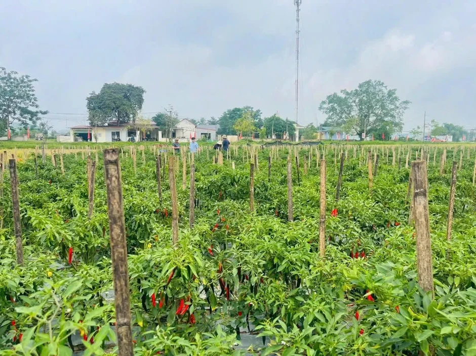 Sau một năm hoạt động chính quyền 2 cấp: Phú Thọ chuyển từ quản lý sang quản trị phục vụ Sau một năm hoạt động chính quyền 2 cấp: Phú Thọ chuyển từ quản lý sang quản trị phục vụ