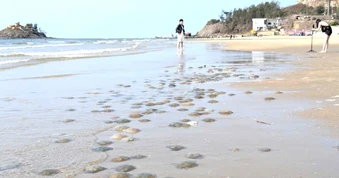 Sâu và sứa xuất hiện nhiều ở biển Vũng Tàu