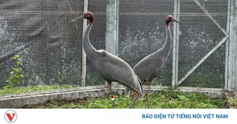 Sẽ tiếp nhận thêm 6 cá thể sếu đầu đỏ vào Vườn Quốc gia Tràm Chim