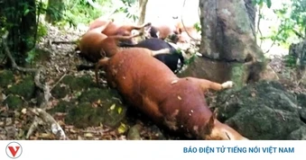 Sét đánh chết 14 con bò của 6 hộ dân ở xã miền núi Quảng Trị