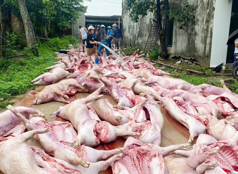 Sét đánh mất điện, hơn 550 con lợn chết ngạt làm thiệt hại 5,5 tỷ đồng Sét đánh mất điện, hơn 550 con lợn chết ngạt làm thiệt hại 5,5 tỷ đồng