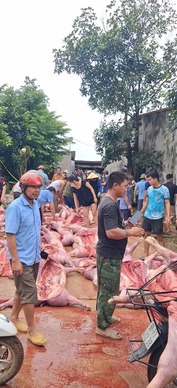 Sét đánh mất điện, hơn 550 con lợn chết ngạt làm thiệt hại 5,5 tỷ đồng Sét đánh mất điện, hơn 550 con lợn chết ngạt làm thiệt hại 5,5 tỷ đồng
