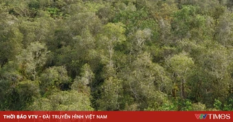 Siết chặt bảo vệ rừng, giữ gìn “lá phổi xanh” của ĐBSCL