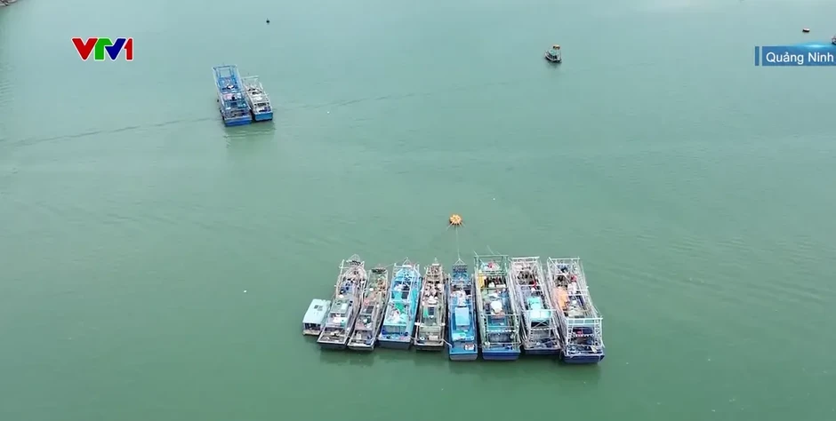 Số hóa góp phần nâng cao hiệu quả quản lý tàu cá Số hóa góp phần nâng cao hiệu quả quản lý tàu cá