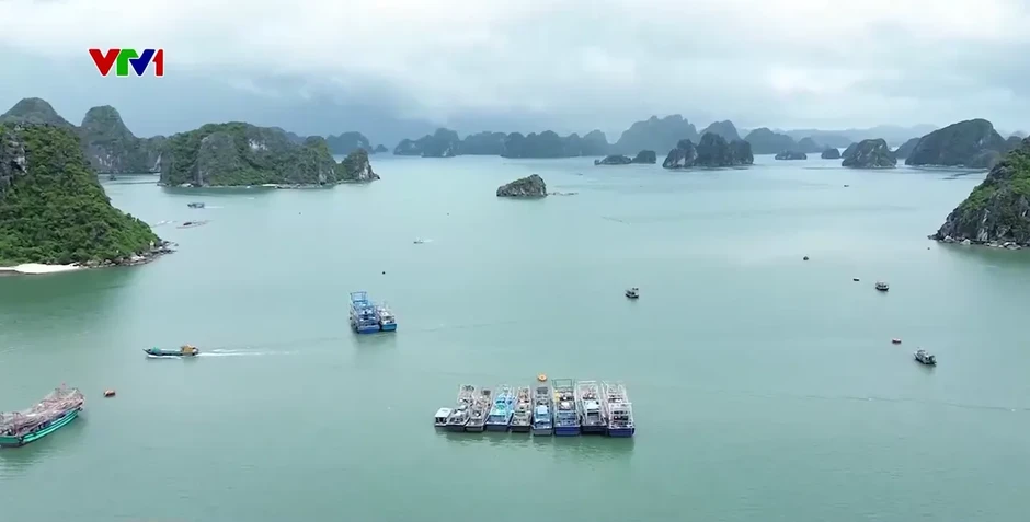 Số hóa góp phần nâng cao hiệu quả quản lý tàu cá Số hóa góp phần nâng cao hiệu quả quản lý tàu cá