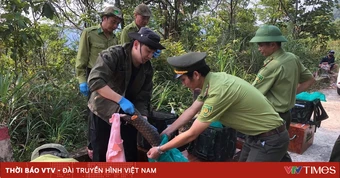 Tái thả 9 cá thể tê tê Java về rừng Bạch Mã