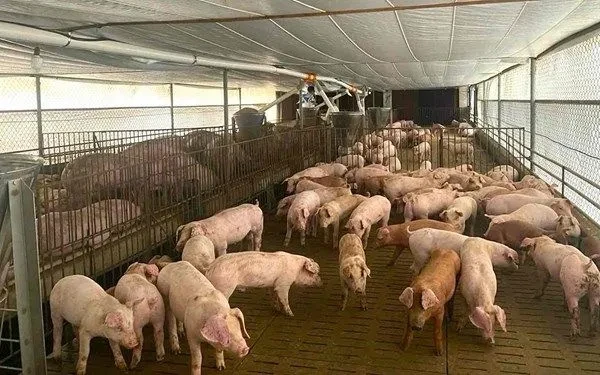 Tăng kiểm tra việc sử dụng chất cấm trong chăn nuôi Tăng kiểm tra việc sử dụng chất cấm trong chăn nuôi