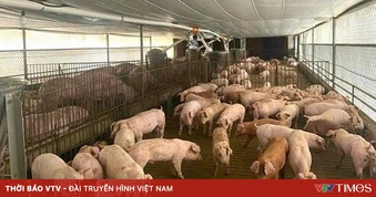 Tăng kiểm tra việc sử dụng chất cấm trong chăn nuôi