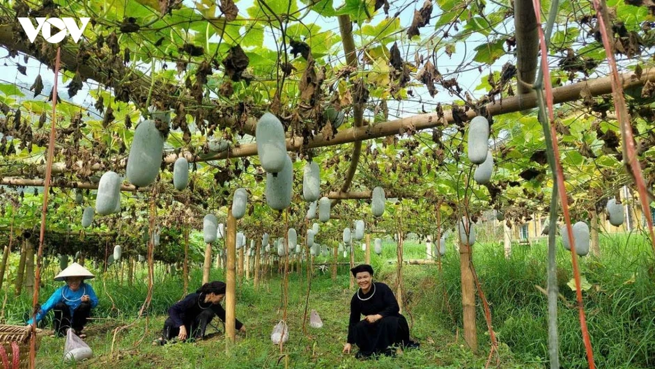 Tạo sinh kế bền vững cho đồng bào vùng cao Thái Nguyên Tạo sinh kế bền vững cho đồng bào vùng cao Thái Nguyên