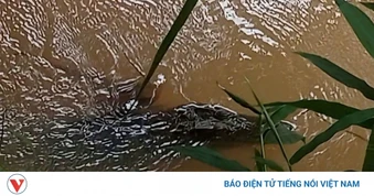 Tập trung tìm kiếm, cắm mồi nhử bắt sinh vật nghi cá sấu tại con suối ở Đồng Nai