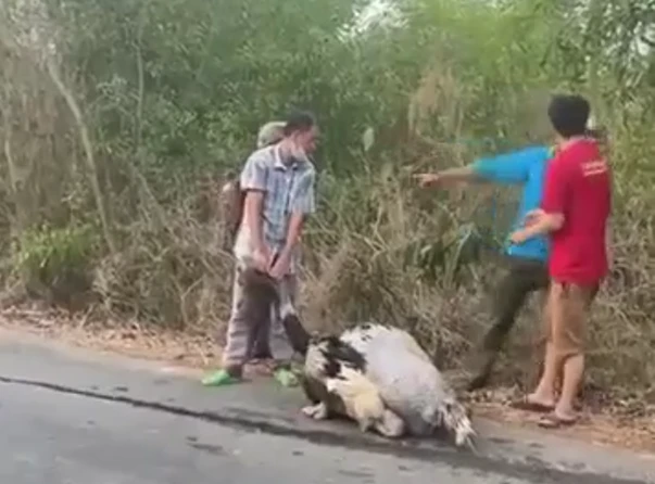 Tây Ninh: Tiêu hủy 10 con đà điểu bị rơi trên đường Tây Ninh: Tiêu hủy 10 con đà điểu bị rơi trên đường