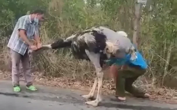 Tây Ninh: Tiêu hủy 10 con đà điểu bị rơi trên đường Tây Ninh: Tiêu hủy 10 con đà điểu bị rơi trên đường
