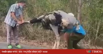 Tây Ninh: Tiêu hủy 10 con đà điểu bị rơi trên đường