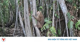 Thả cá thể khỉ vàng về Vườn Quốc gia U Minh Hạ