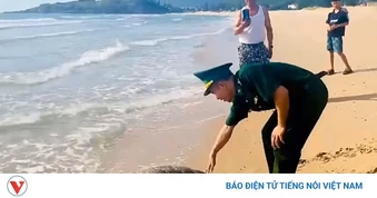 Thả cá thể rùa biển quý hiếm nặng 40kg về môi trường tự nhiên