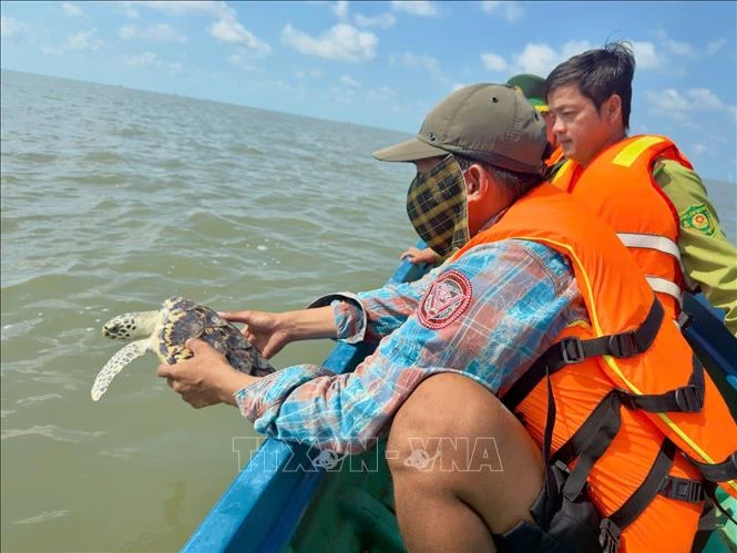 Thả đồi mồi và vích về biển Thả đồi mồi và vích về biển