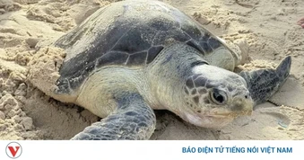 Thả rùa biển quý hiếm mắc lưới tại Hồ Tràm, TP.HCM