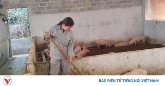Thái Nguyên chủ động phòng, chống dịch tả lợn châu Phi từ cơ sở
