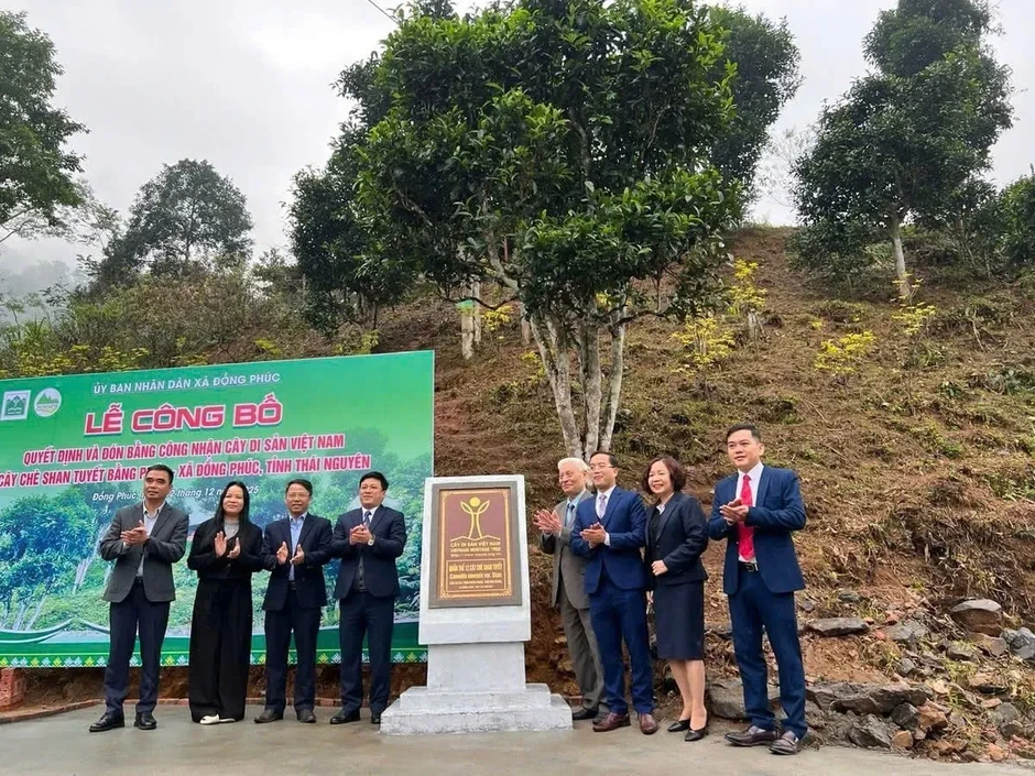 Thái Nguyên công nhận Làng nghề chè Shan tuyết Bằng Phúc