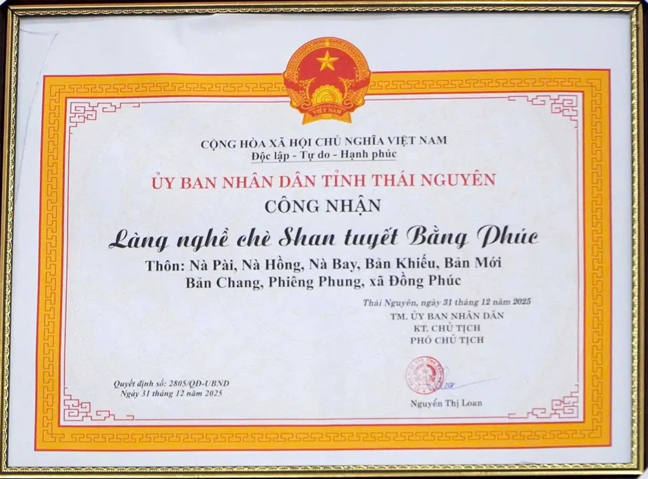 Thái Nguyên công nhận Làng nghề chè Shan tuyết Bằng Phúc